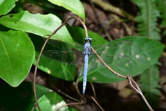 Orthetrum luzonicum