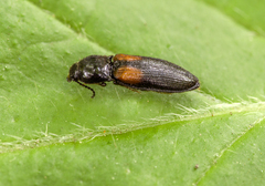 Calambus bipustulatus