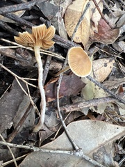 Cortinarius