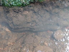 Anguilla dieffenbachii