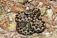 Vipera aspis zinnikeri