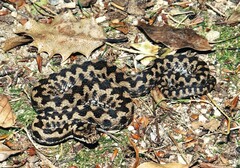 Vipera aspis zinnikeri