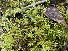 Thuidiopsis sparsa
