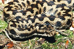 Vipera aspis zinnikeri