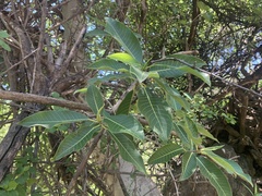 Ficus insipida