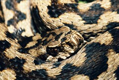 Vipera aspis zinnikeri