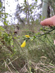 Cytisus