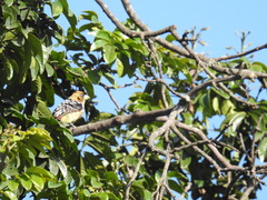 Trachyphonus vaillantii vaillantii