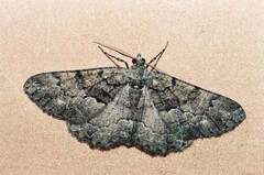 Peribatodes ilicaria
