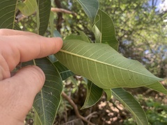 Ficus insipida