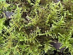 Thuidiopsis sparsa