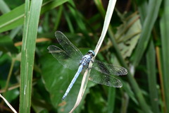Orthetrum luzonicum