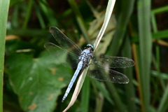 Orthetrum luzonicum