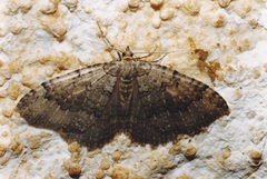 Triphosa dubitata