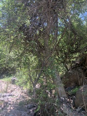 Ficus insipida