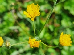 Asteraceae
