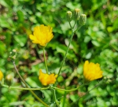 Asteraceae