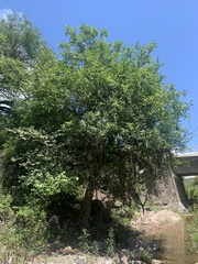 Ficus insipida