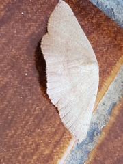Cyclophora puppillaria