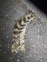 Tiliqua scincoides