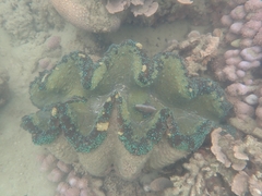 Tridacna gigas