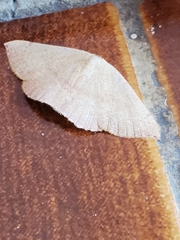 Cyclophora puppillaria
