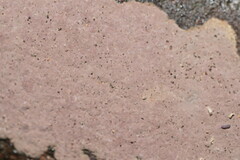 Hypoxylon rubiginosum