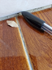 Cyclophora puppillaria