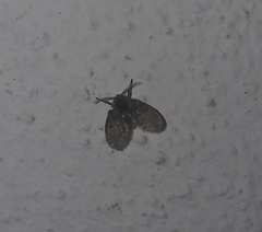 Clogmia albipunctata