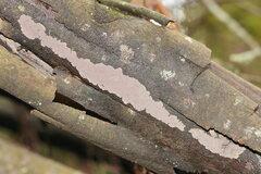 Hypoxylon rubiginosum