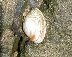 Veneridae
