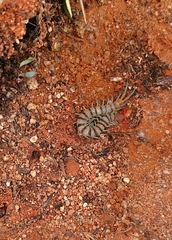 Scolopendra morsitans