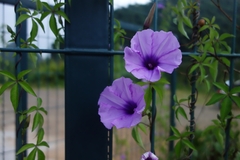 Ipomoea cairica