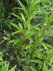 Scotopteryx chenopodiata