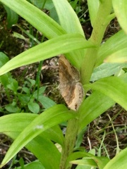 Scotopteryx chenopodiata