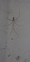 Pholcidae