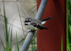 Rhipidura albiscapa