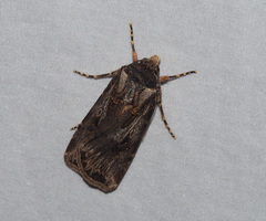 Agrotis