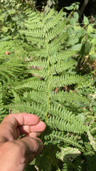 Athyrium