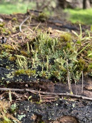 Cladonia pyxidata