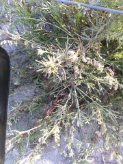 Artemisia campestris