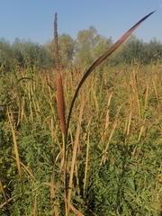 Typha angustifolia