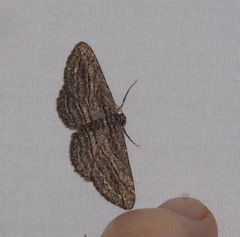 Psilosticha loxoschema