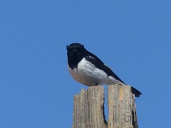 Melanodryas cucullata