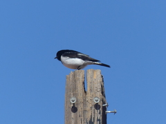 Melanodryas cucullata