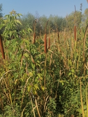Typha angustifolia