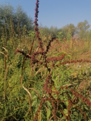 Rumex maritimus