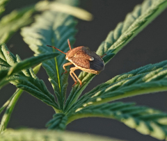 Holcostethus limbolarius