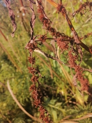Rumex maritimus