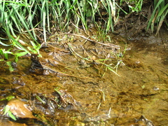 Bombina variegata